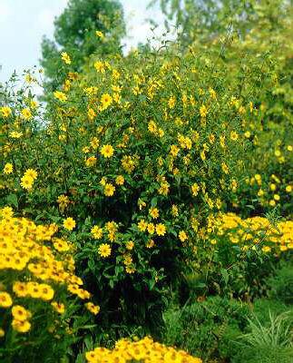 helianthus microce