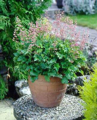 heuchera strawberr