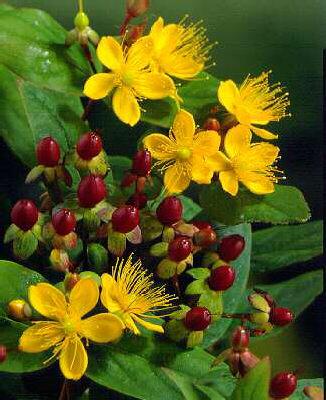 hypericum annabel