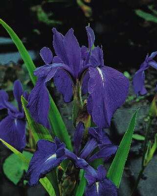 iris laevigata