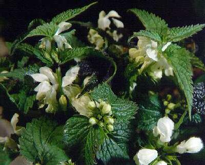 lamium album