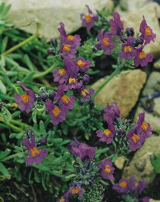 linaria alpina