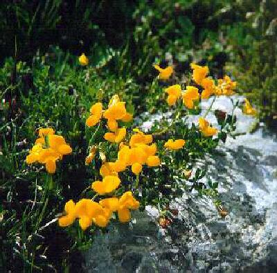 lotus corniculatus