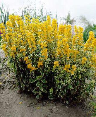 lysimachia punctata variegata