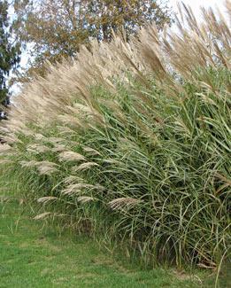 miscanthus sinensi