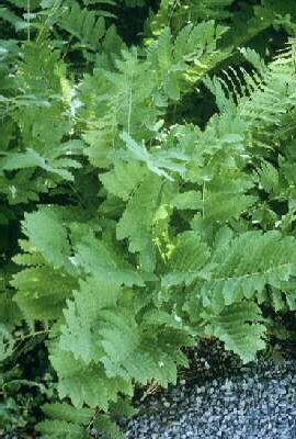 osmunda claytonian