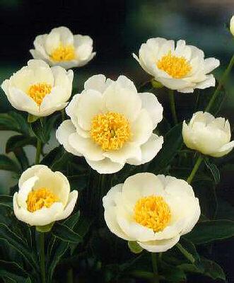 paeonia lactiflora