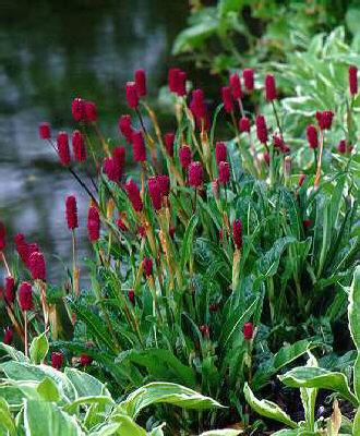 persicaria milletii