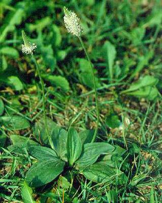 plantago media