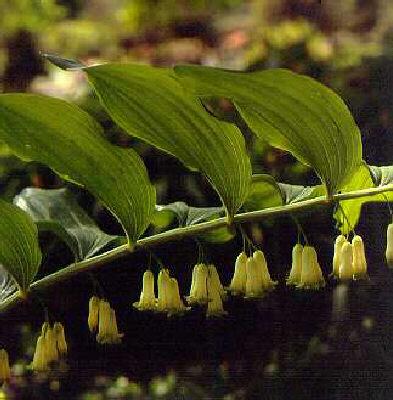 polygonatum multif