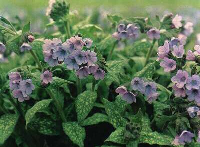 pulmonaria saccharata pink dawn