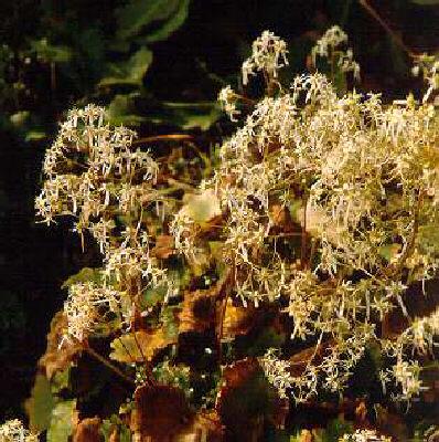 saxifraga cortusifolia var. fortunei