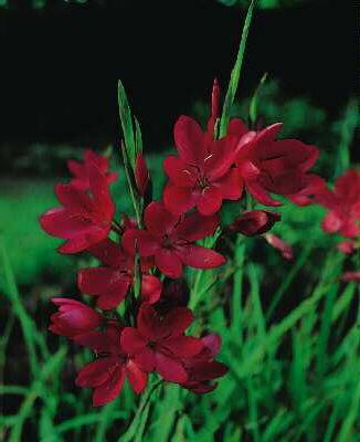 schizostylis coccinea major