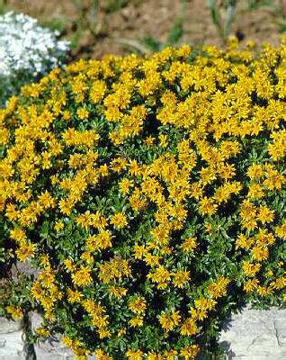 sedum floriferum weihenstephaner gold