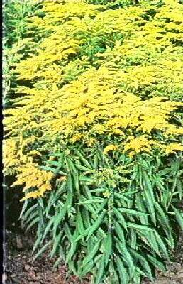 solidago strahlenkrone