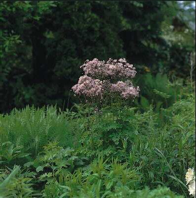 thalictrum aquilegifolium