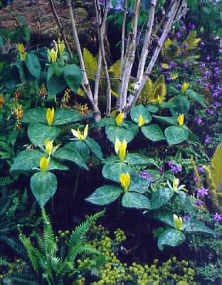 trillium luteum