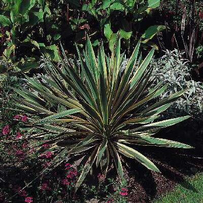 yucca gloriosa variegata