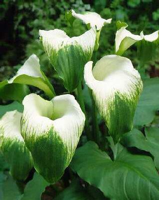 zantedeschia aethiopica green goddess